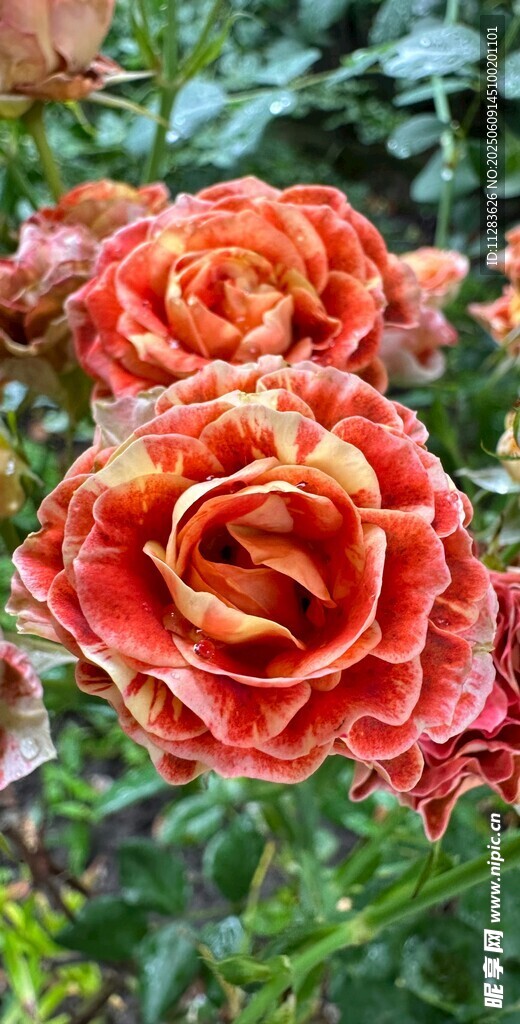 艳丽月季花