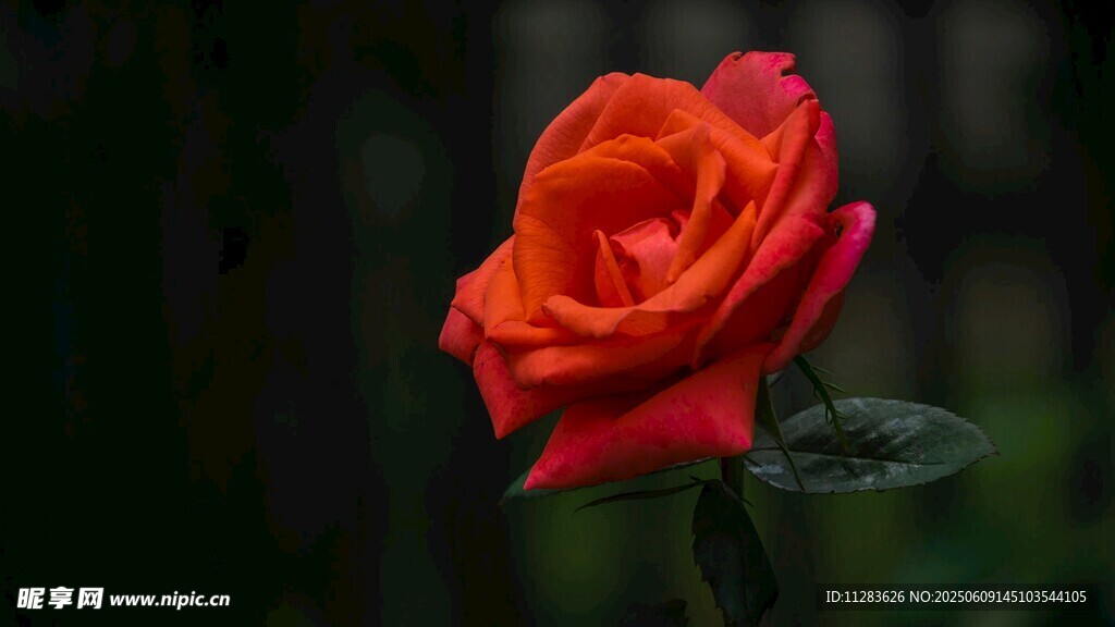 月季花特写