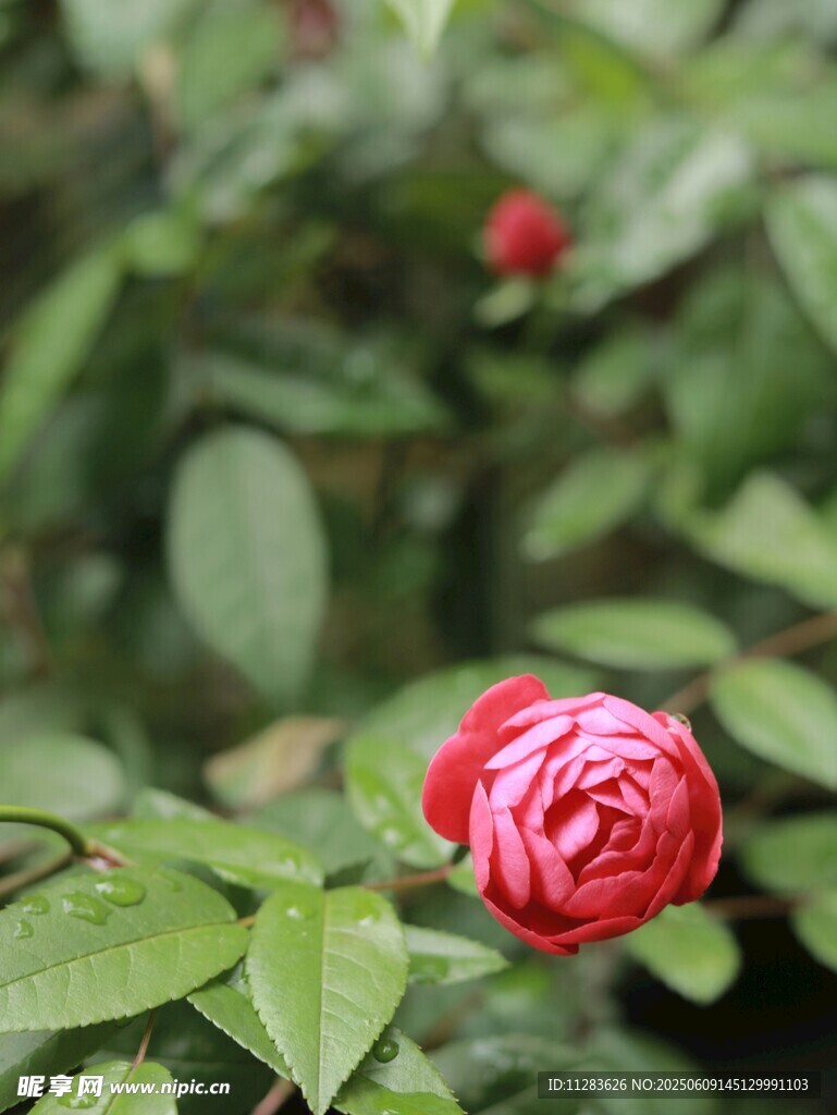 娇艳欲滴的带露红玫瑰