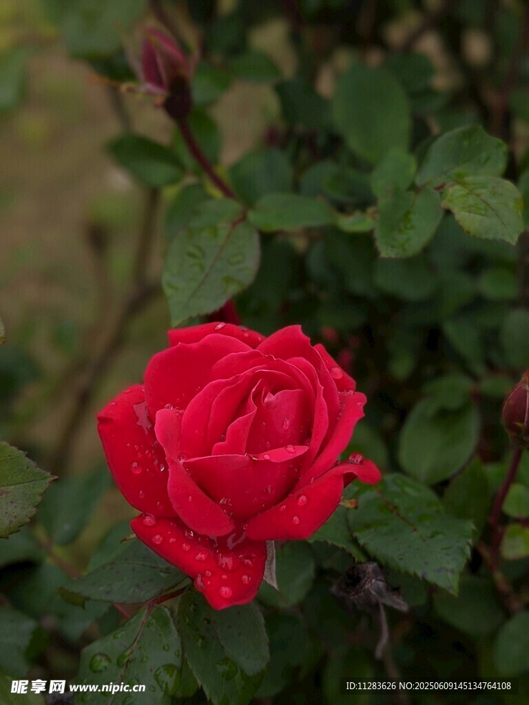 娇艳月季花