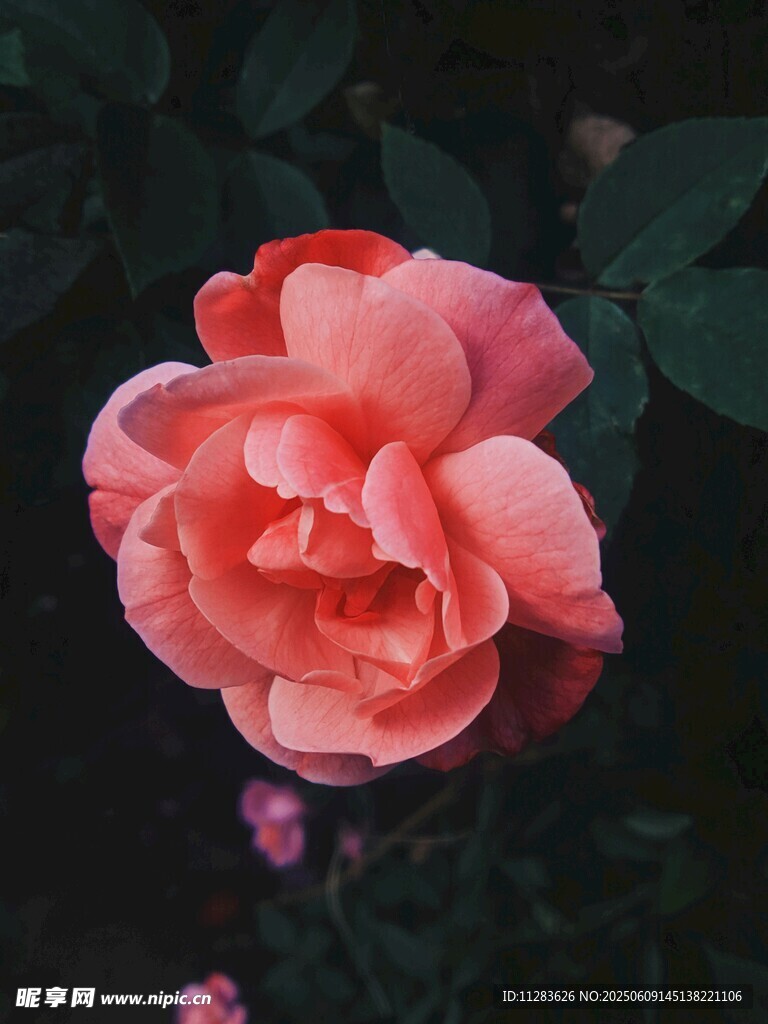 娇艳月季花