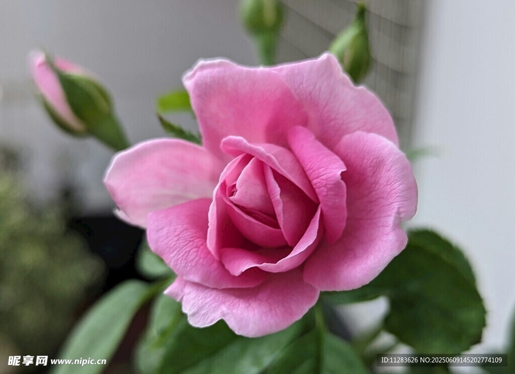 娇艳月季花