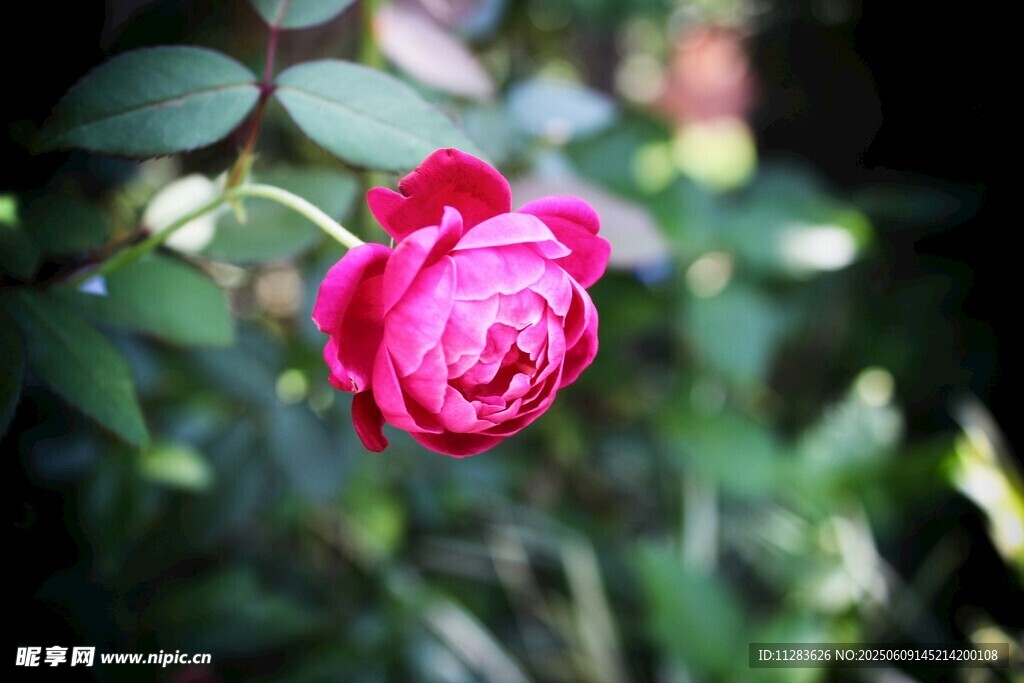 月季花