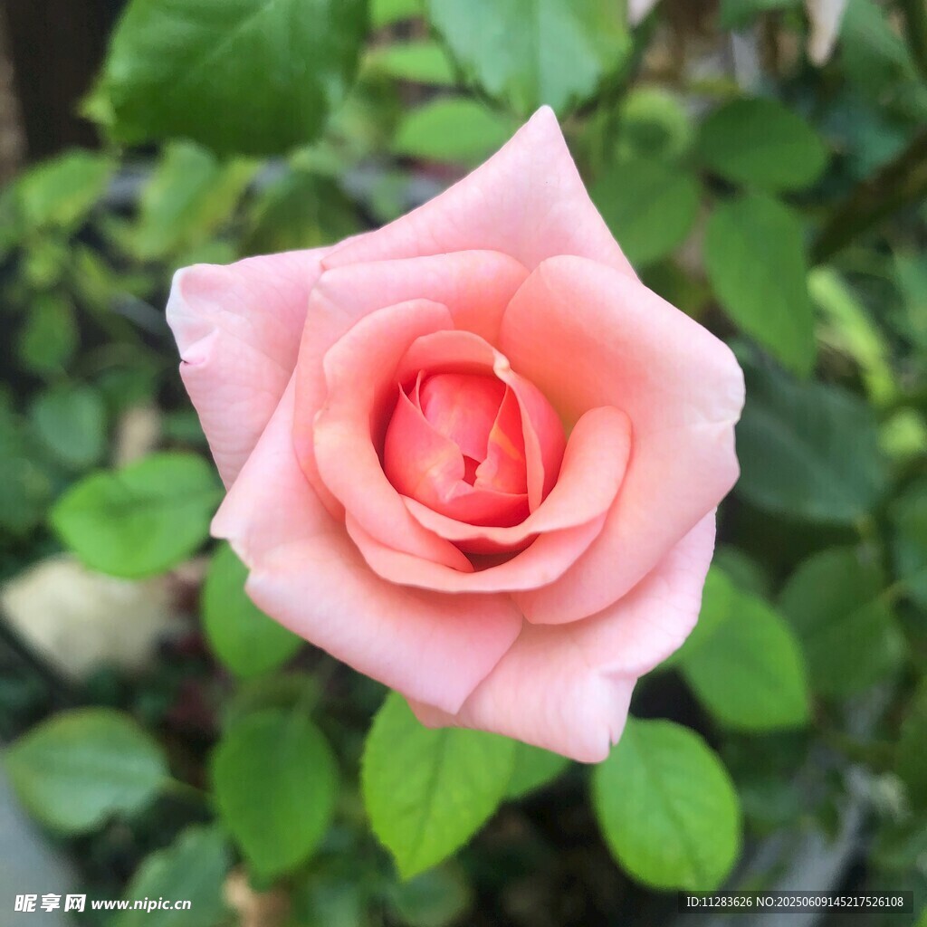 粉色月季花