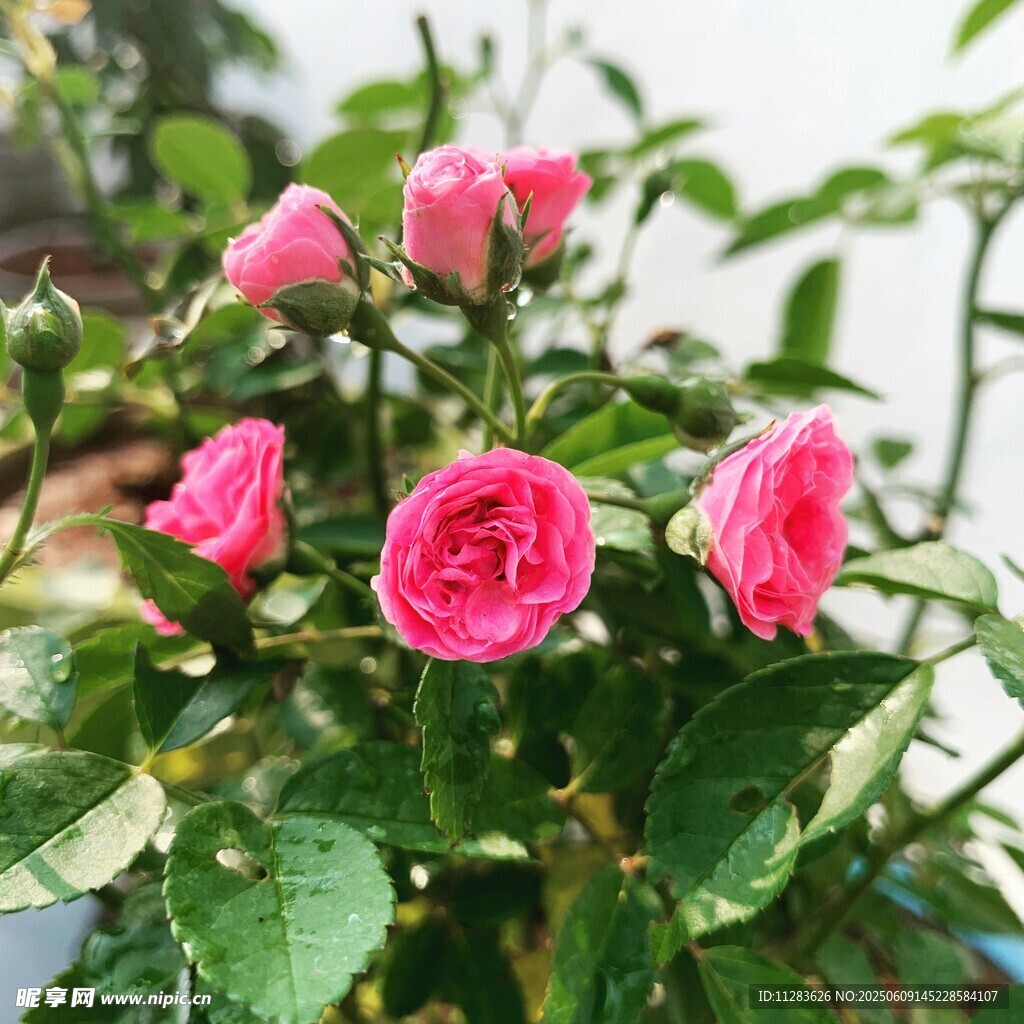 粉色月季花