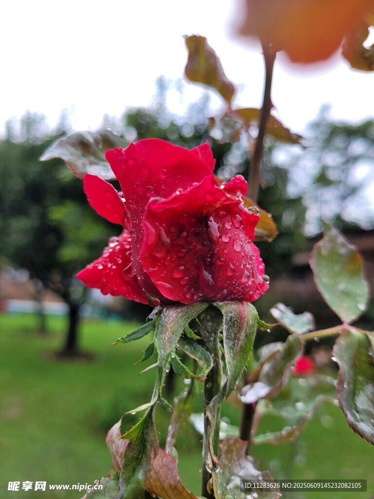 月季花
