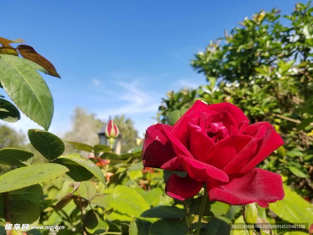 娇艳月季花