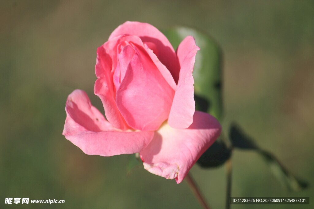 娇艳月季花