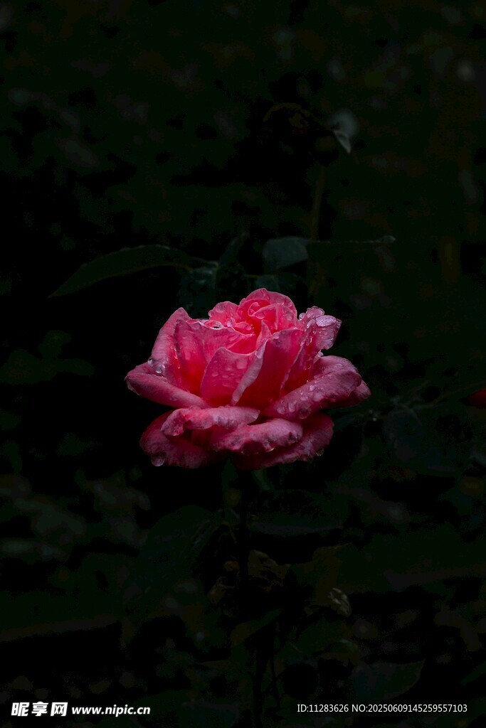 娇艳月季花