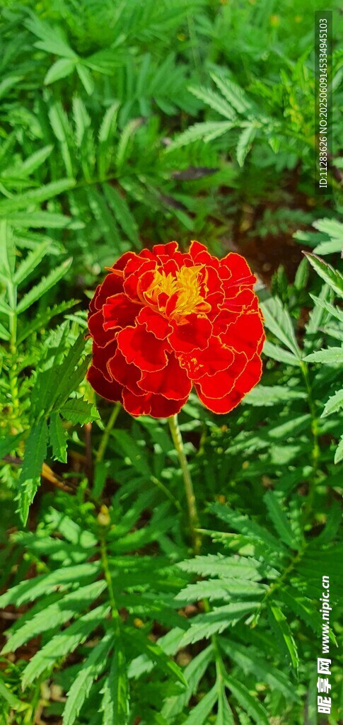 月季花
