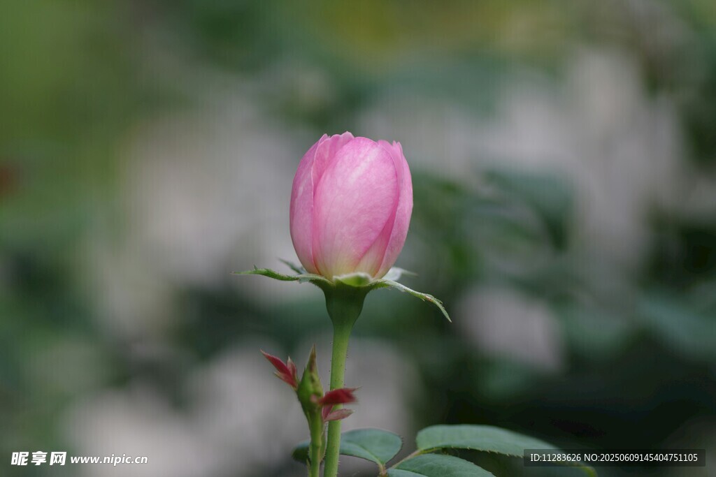 粉色娇艳月季花