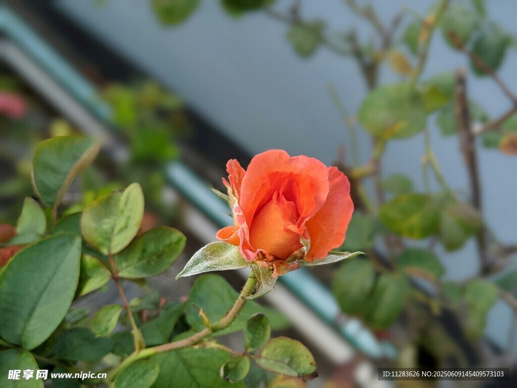 娇艳月季花