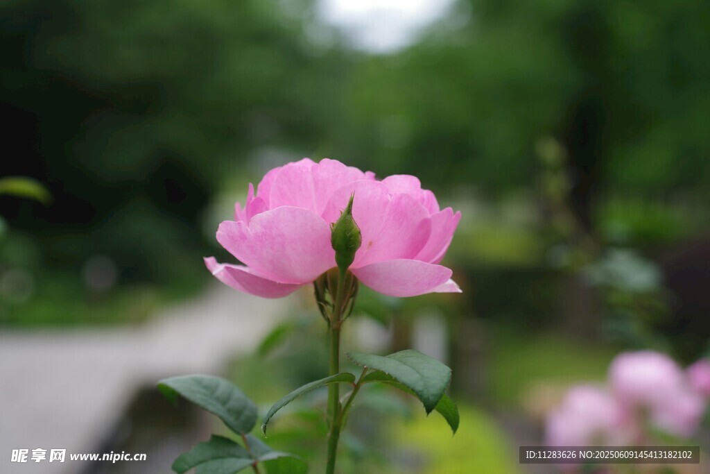 娇艳粉色月季花特写