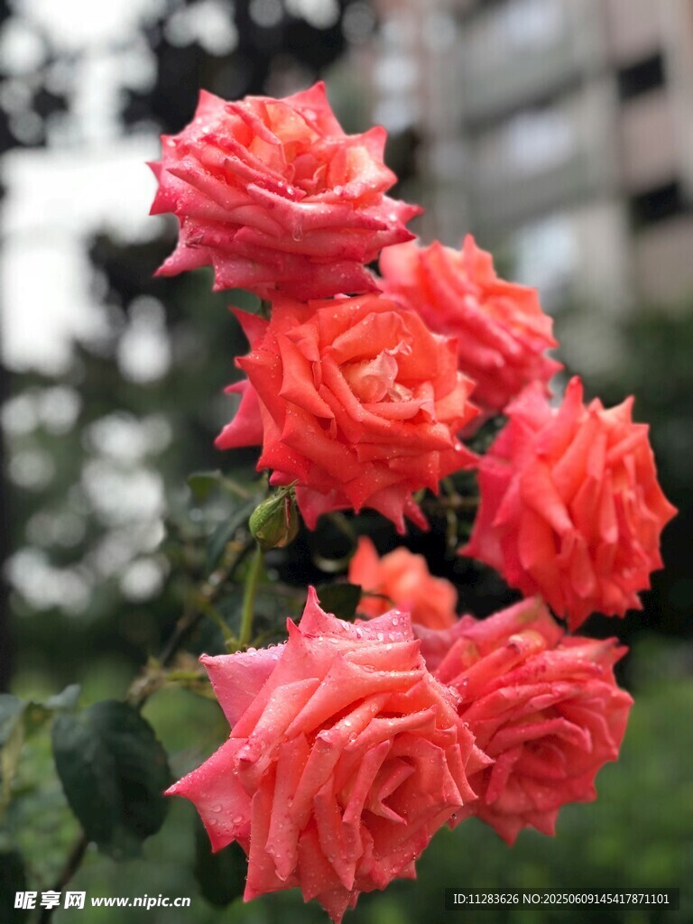 鲜艳橙红月季花绽放