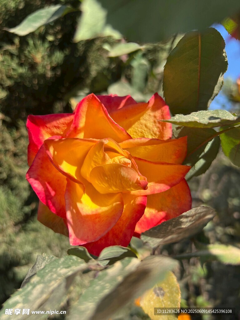 双色娇艳月季花