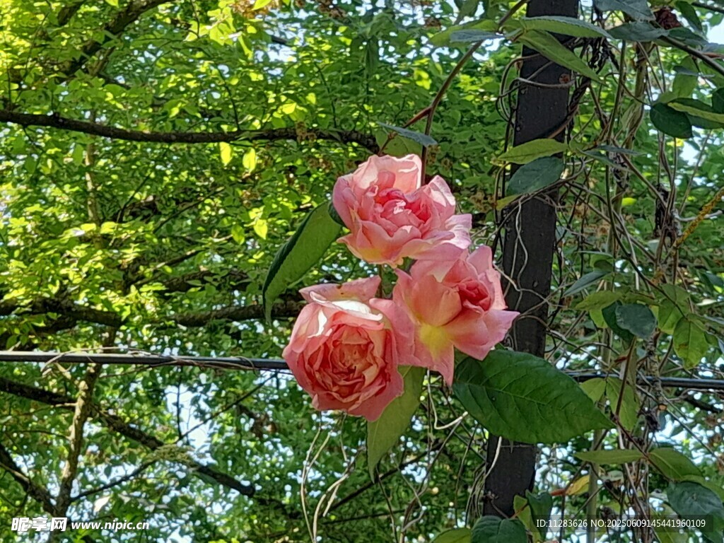 娇艳粉月季花
