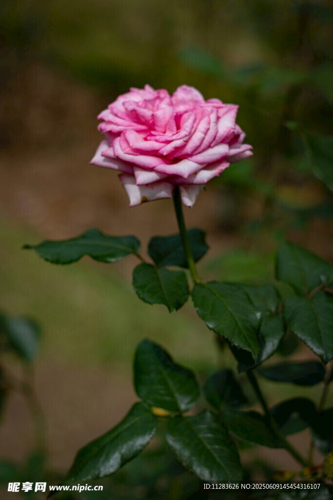 娇艳月季花