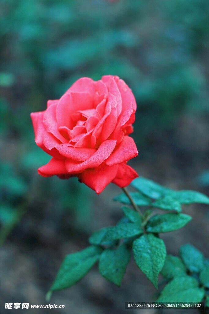 月季花