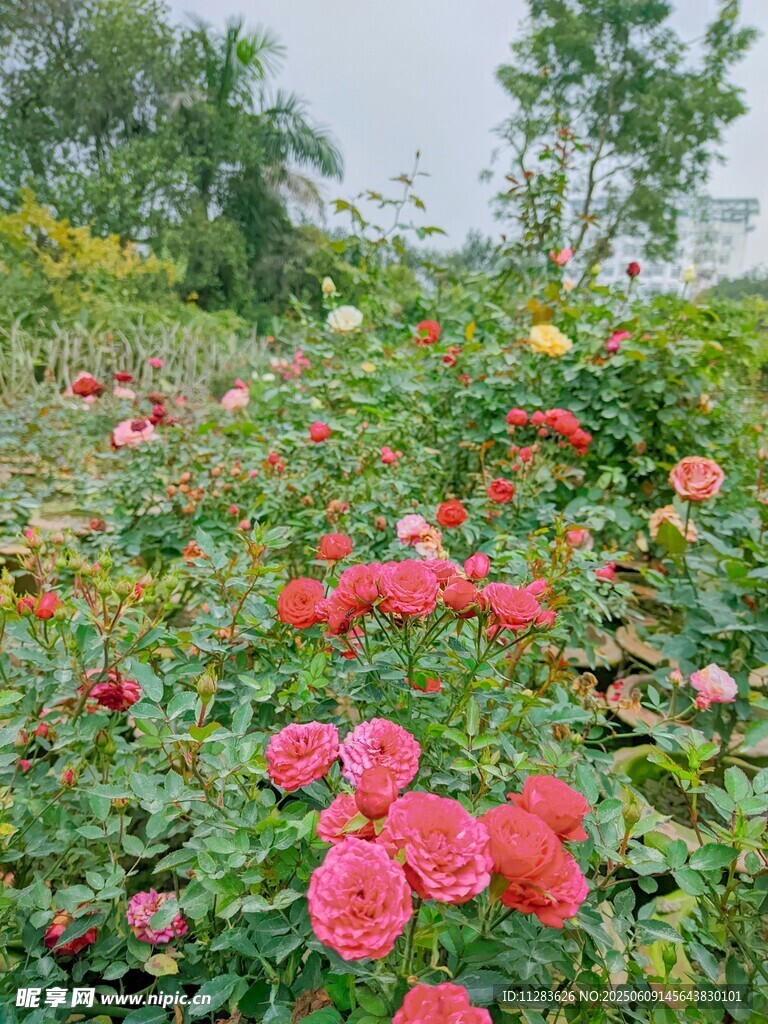 月季花