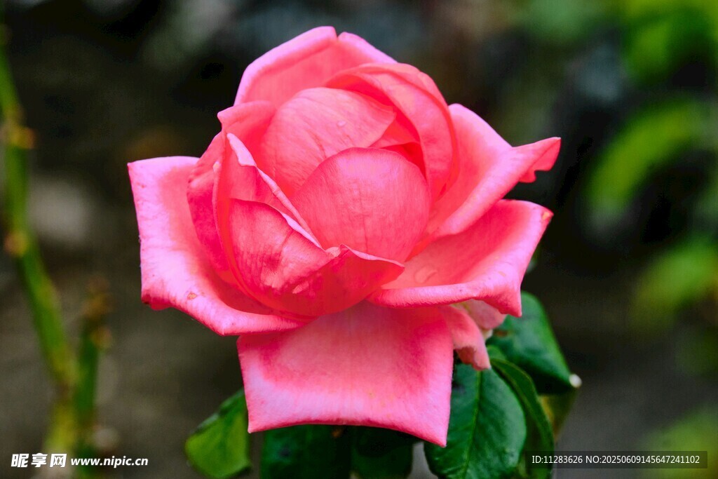 娇艳粉色月季花