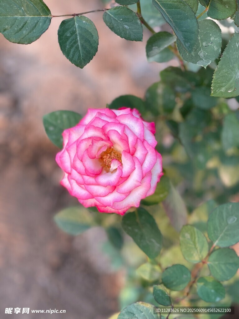 娇艳粉色月季花绽放