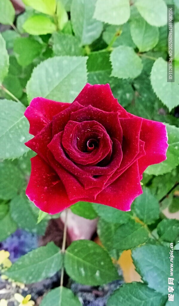 月季花