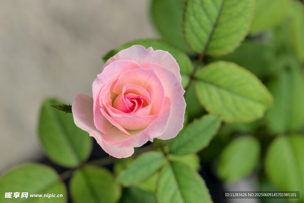 粉色月季花