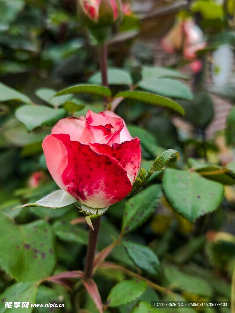 月季花