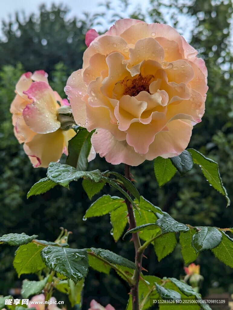 月季花绽放于绿叶间
