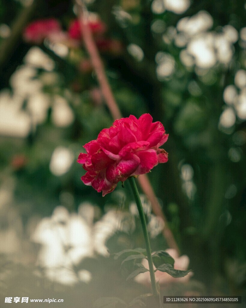 娇艳月季花特写
