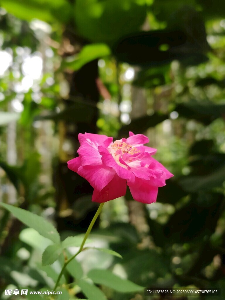 娇艳绽放的粉色月季花