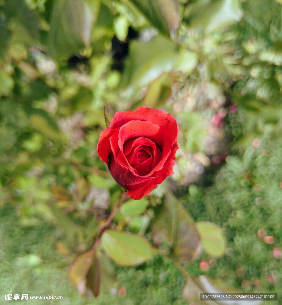 月季花