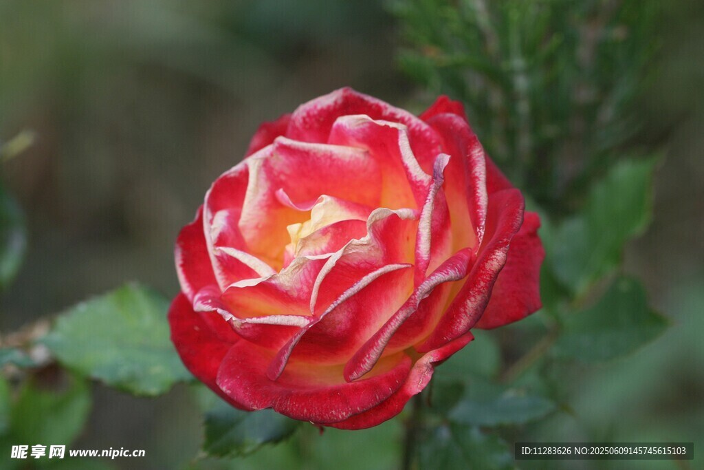 娇艳双色月季花