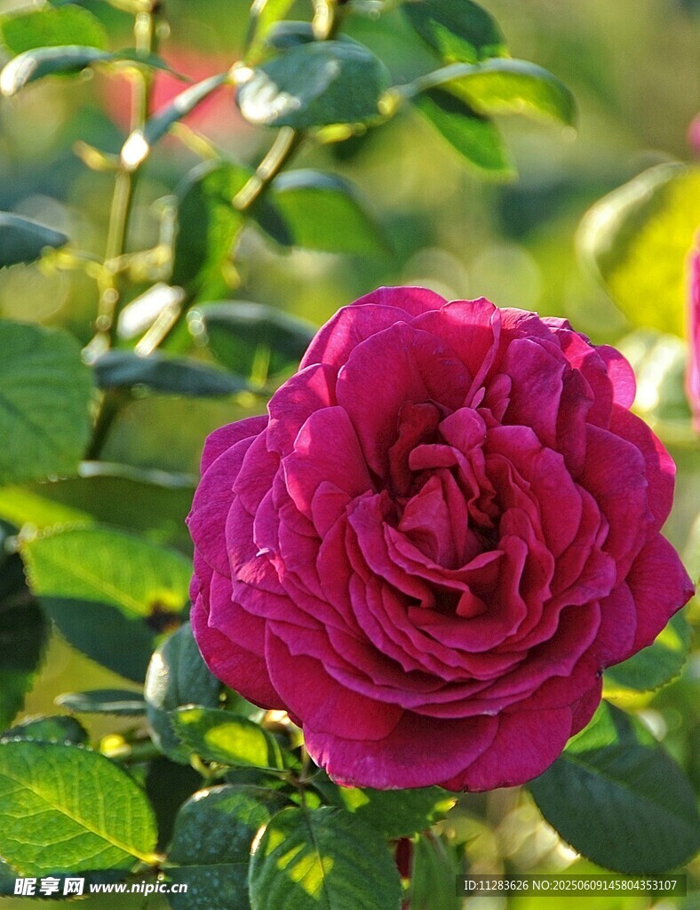 娇艳玫红色月季花