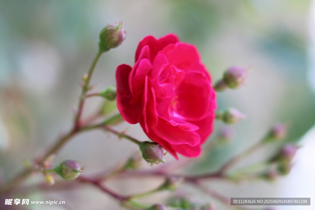 月季花