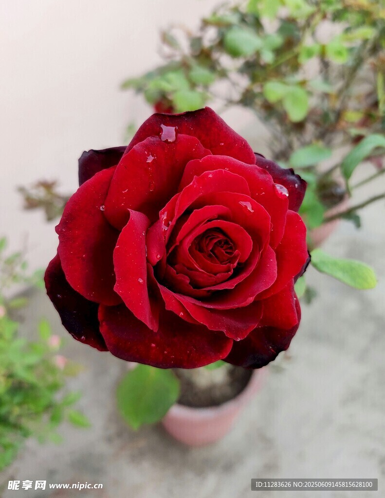 月季花