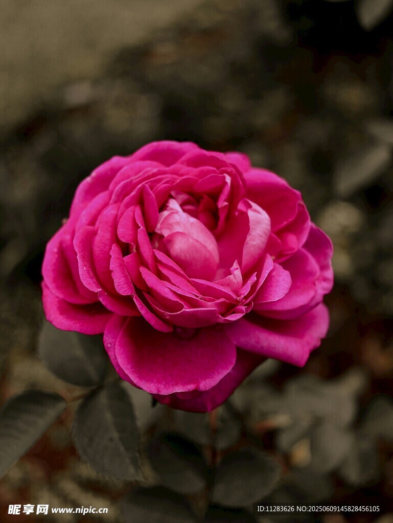 娇艳盛开的粉红色月季花