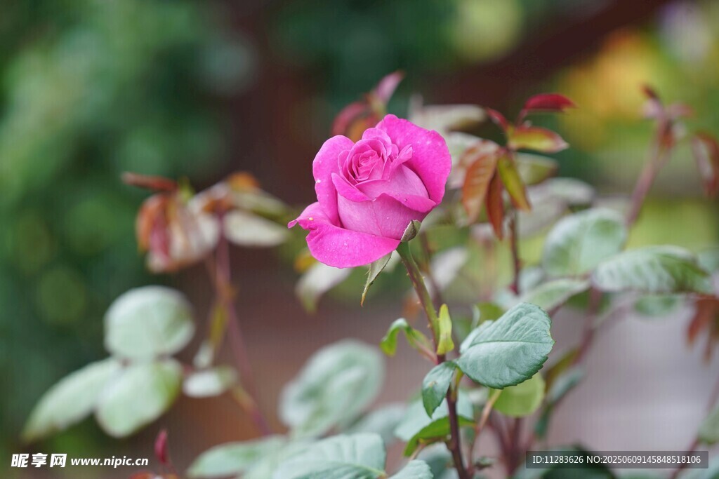 月季花