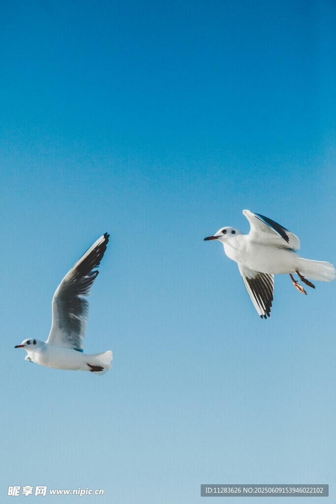 蓝天中飞翔的两只海鸥