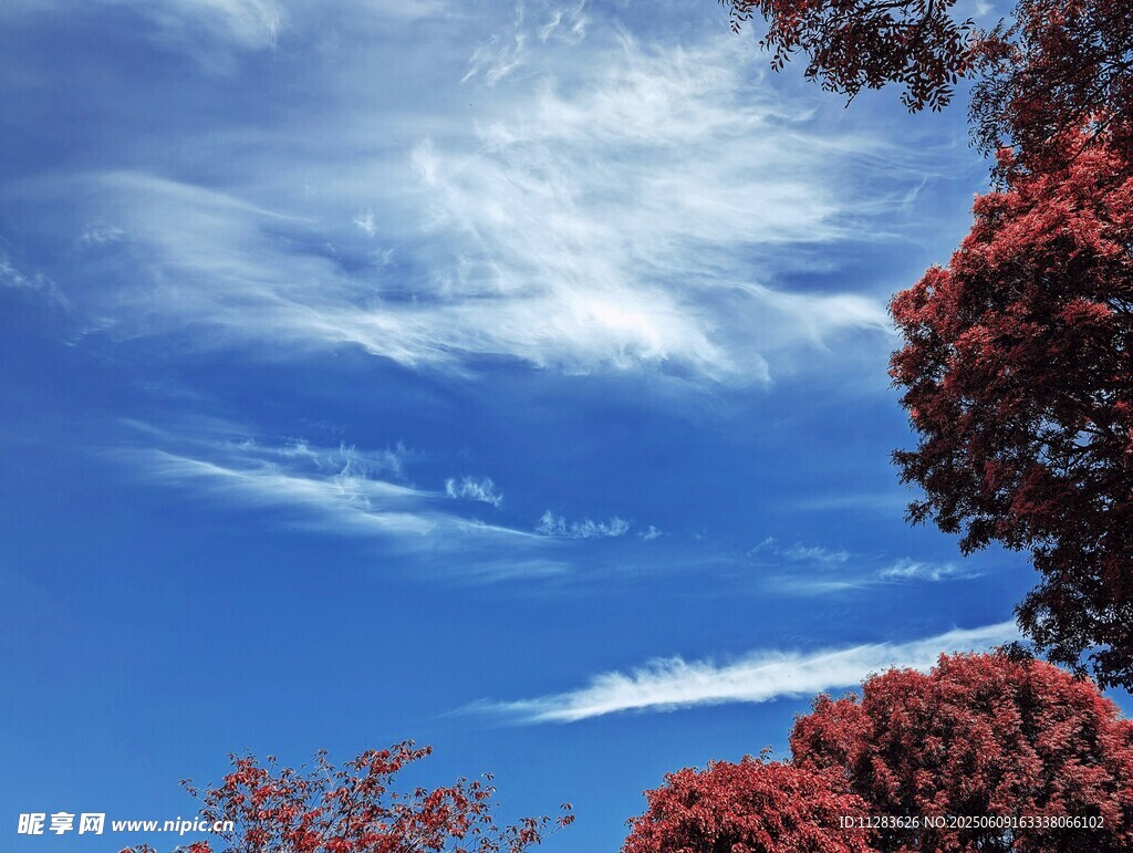 蓝天映红树美景