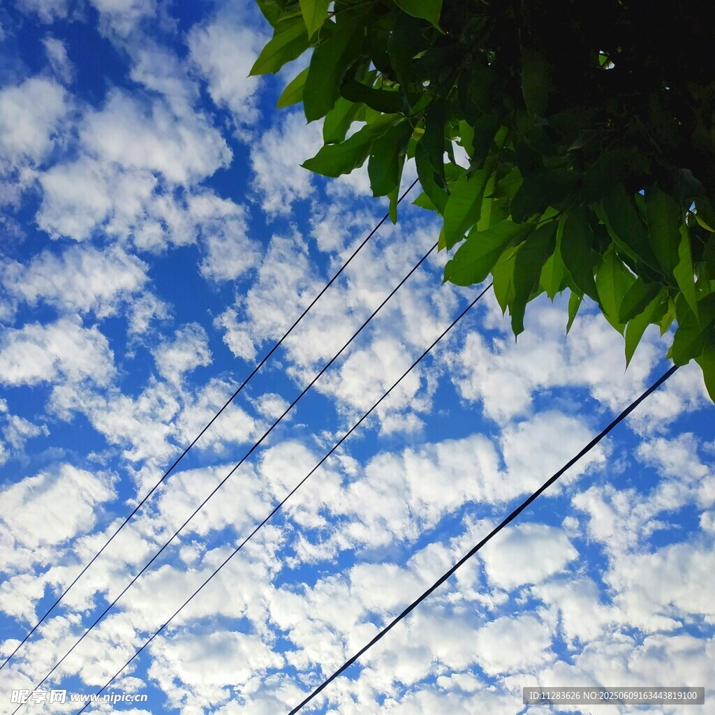 蓝天绿叶间的电线风景