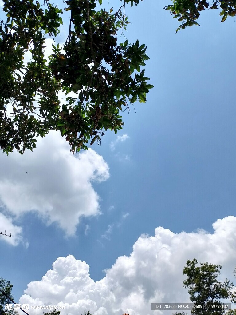 仰望蓝天绿树与白云