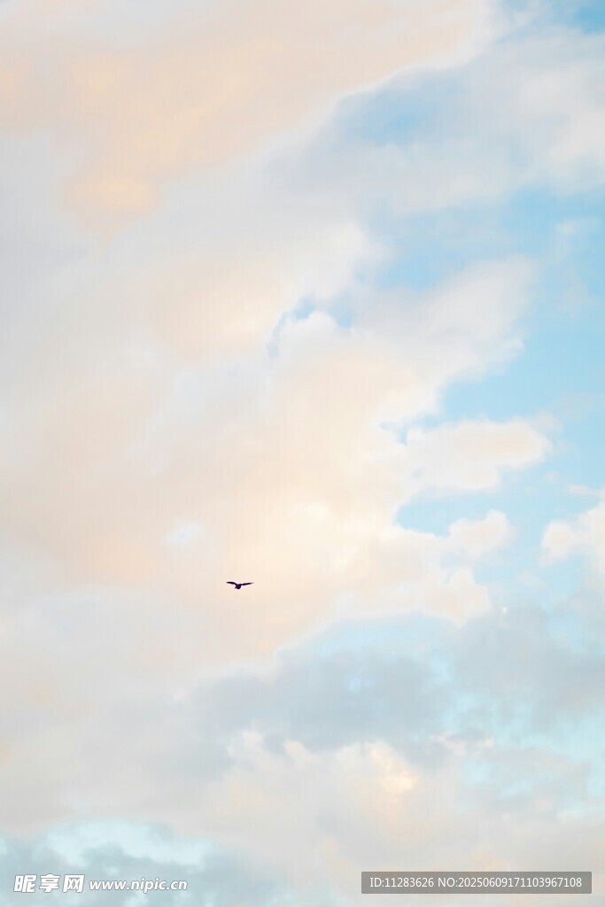 天空中飞翔的孤独小鸟