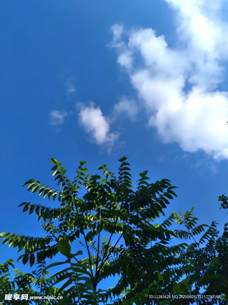 蓝天绿树间的清新景致