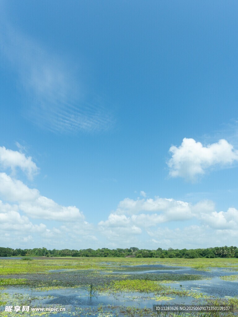蓝天绿野间的湿地风光