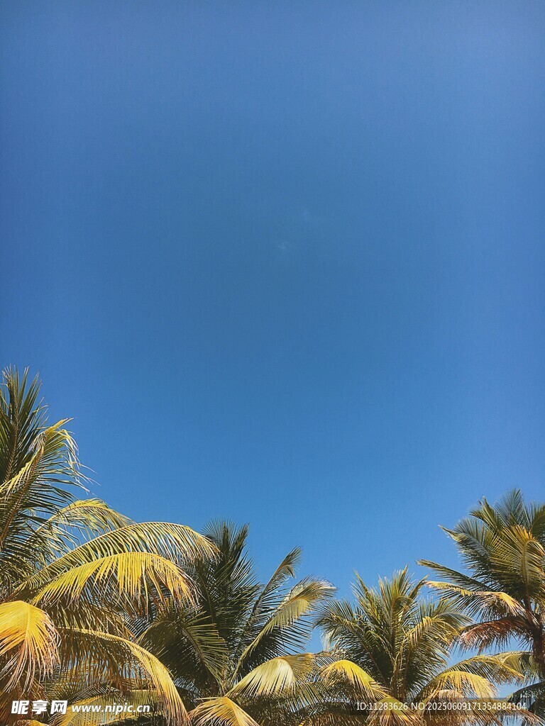 蓝天映衬下的热带棕榈树