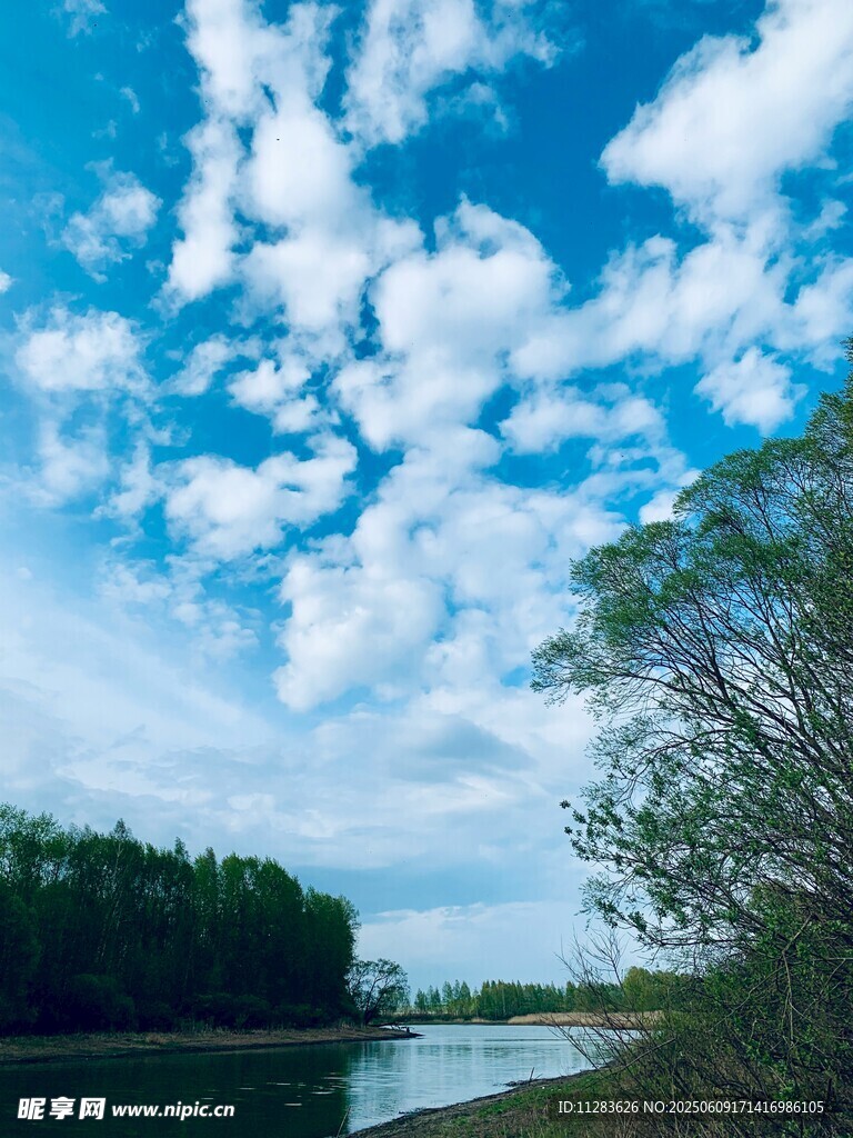 蓝天白云下的河畔绿树