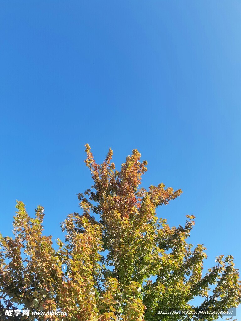 秋日树梢与湛蓝天空