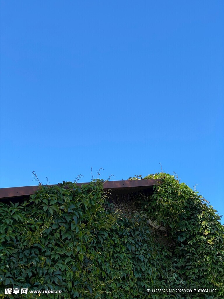 爬满绿植的屋顶一角