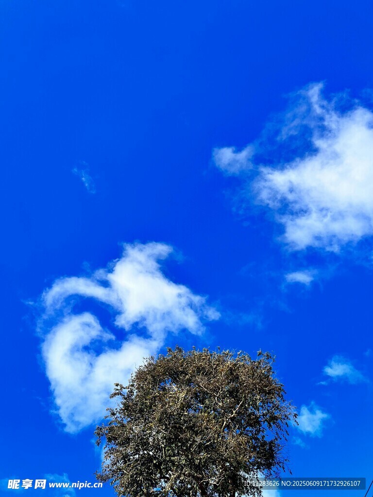 蓝天绿树间的悠然景致